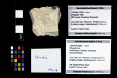 Foto (Objekt + Etikett) von Pithonoton sp.  (NHMW-GEO-1990-0041-2585)